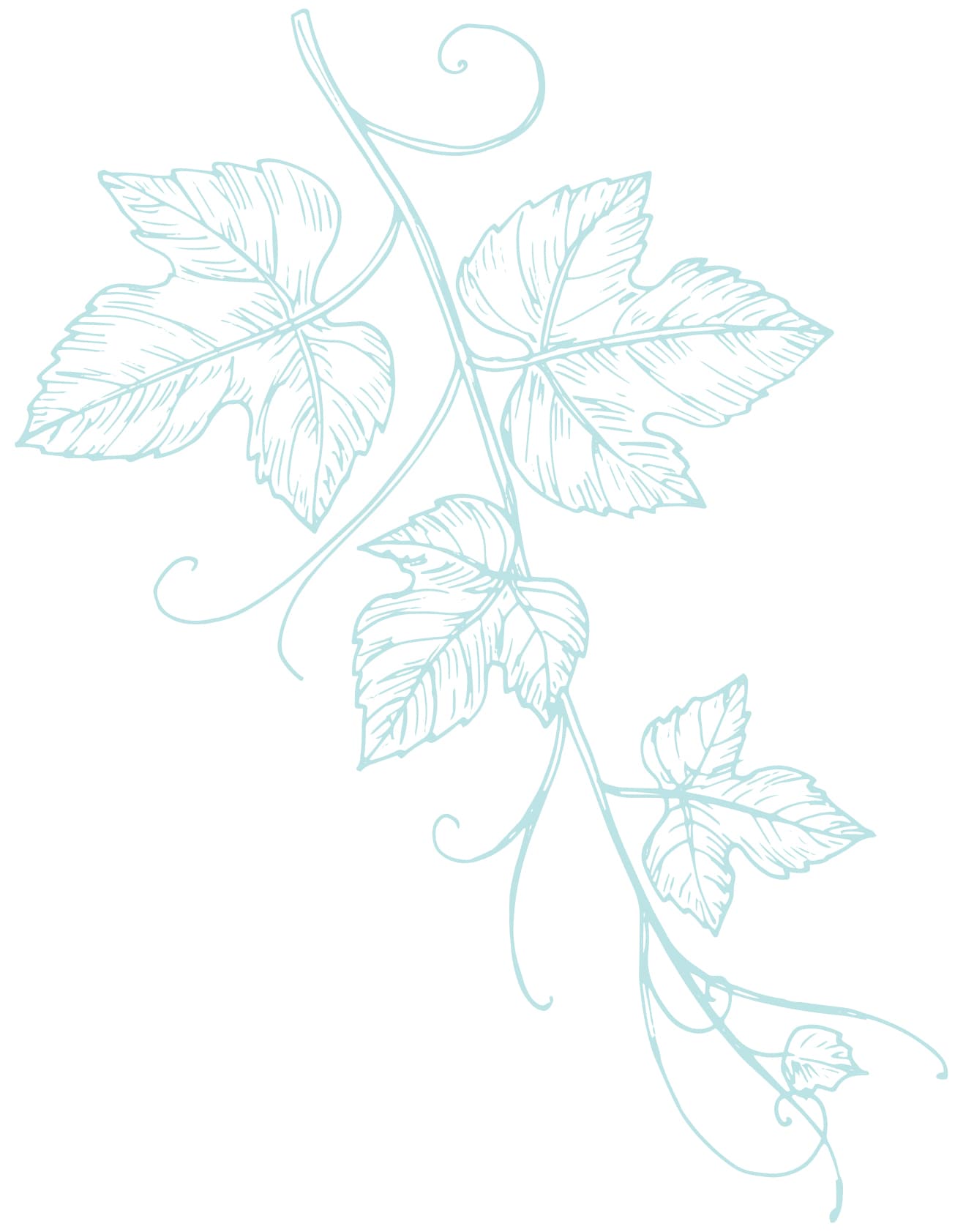 Illustration of a vine branch with new leaves