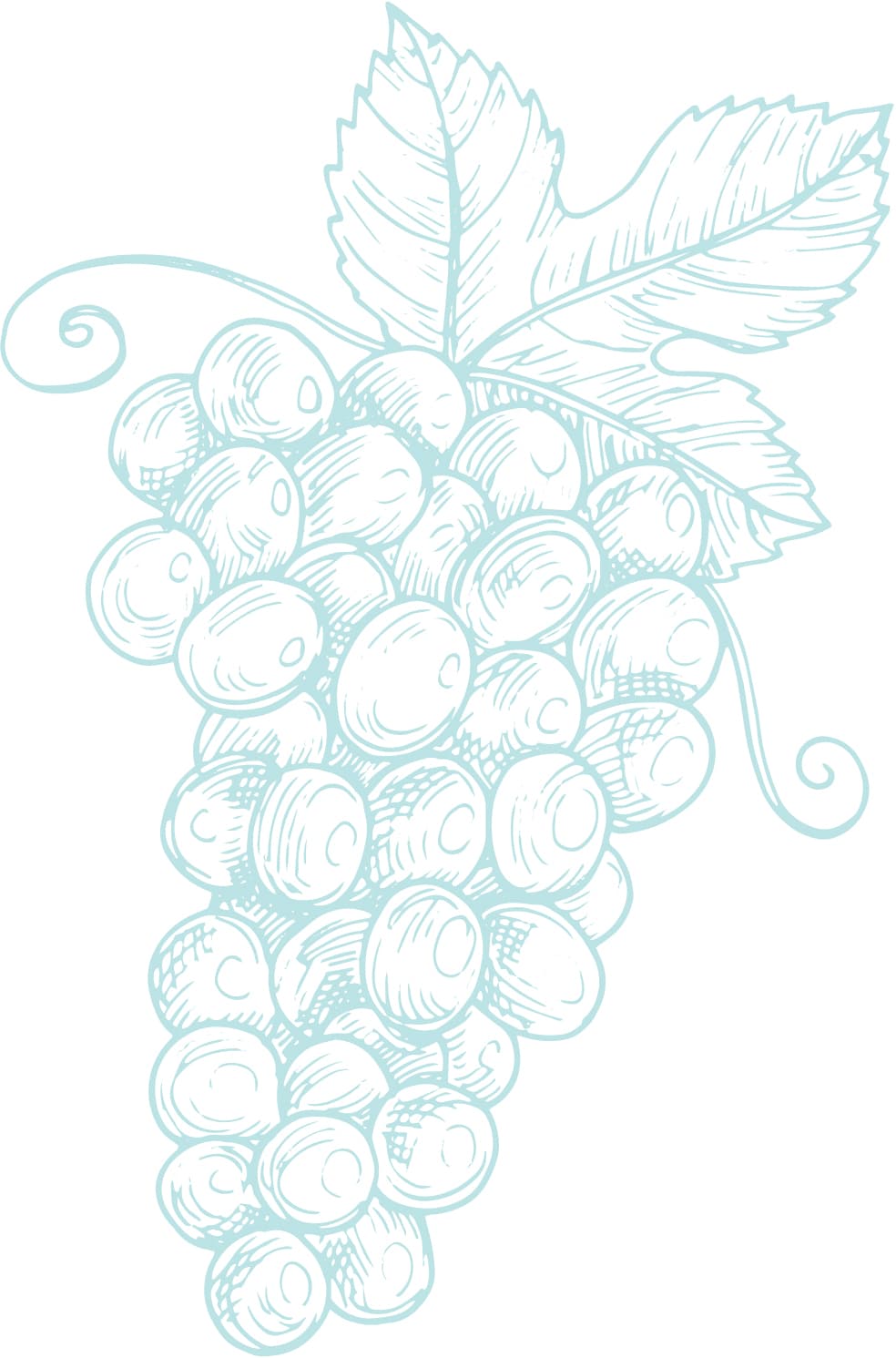 Illustration of a lush grape cluster with a vine leaf on top